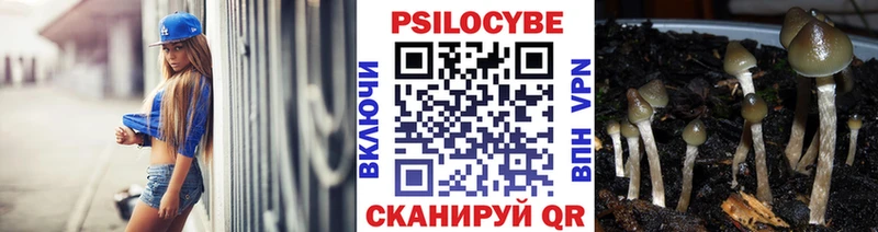 купить наркоту  Славгород  Галлюциногенные грибы Psilocybe 